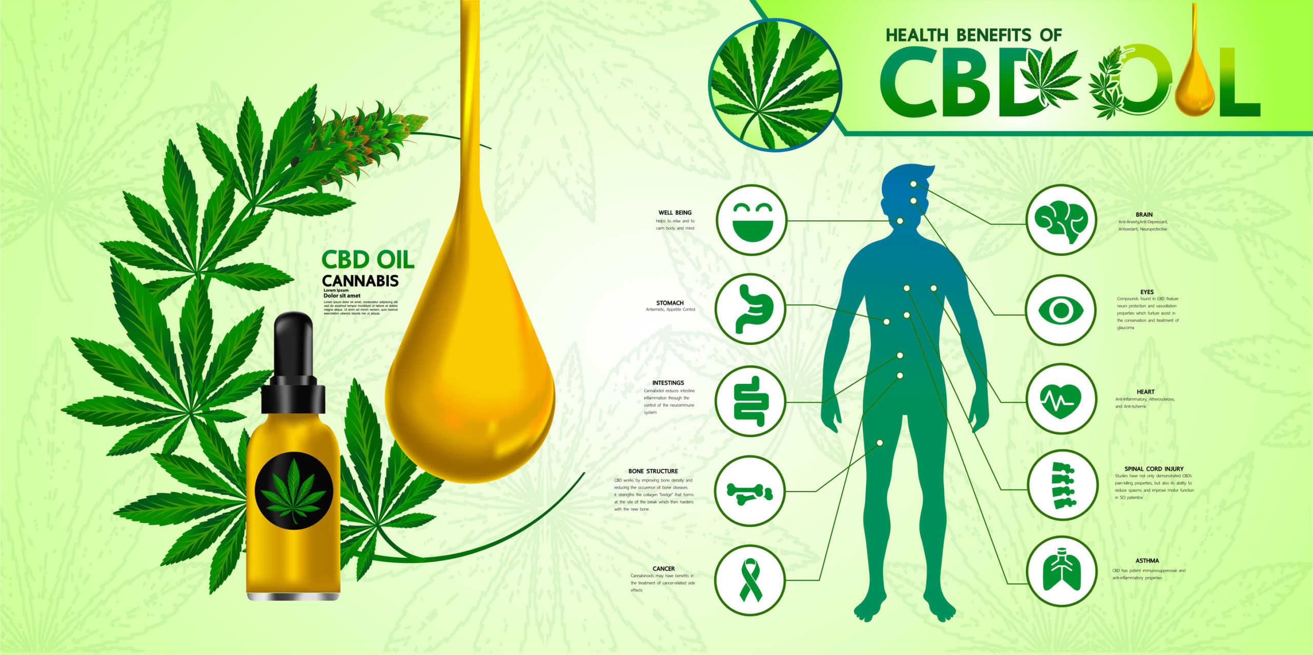 Image is an ifographic of the various ways CBD effects the human body