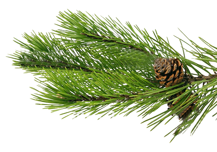 Pine branch with pinecone to illustrate where the terpene pinene is found and how it can boost cognitive function