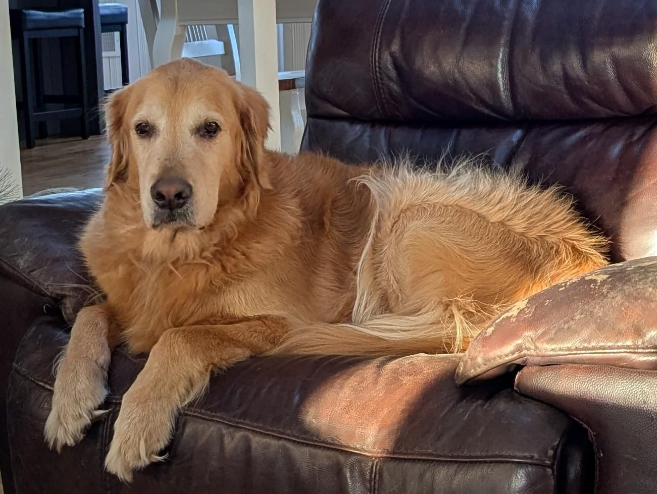 Dog customer Chase