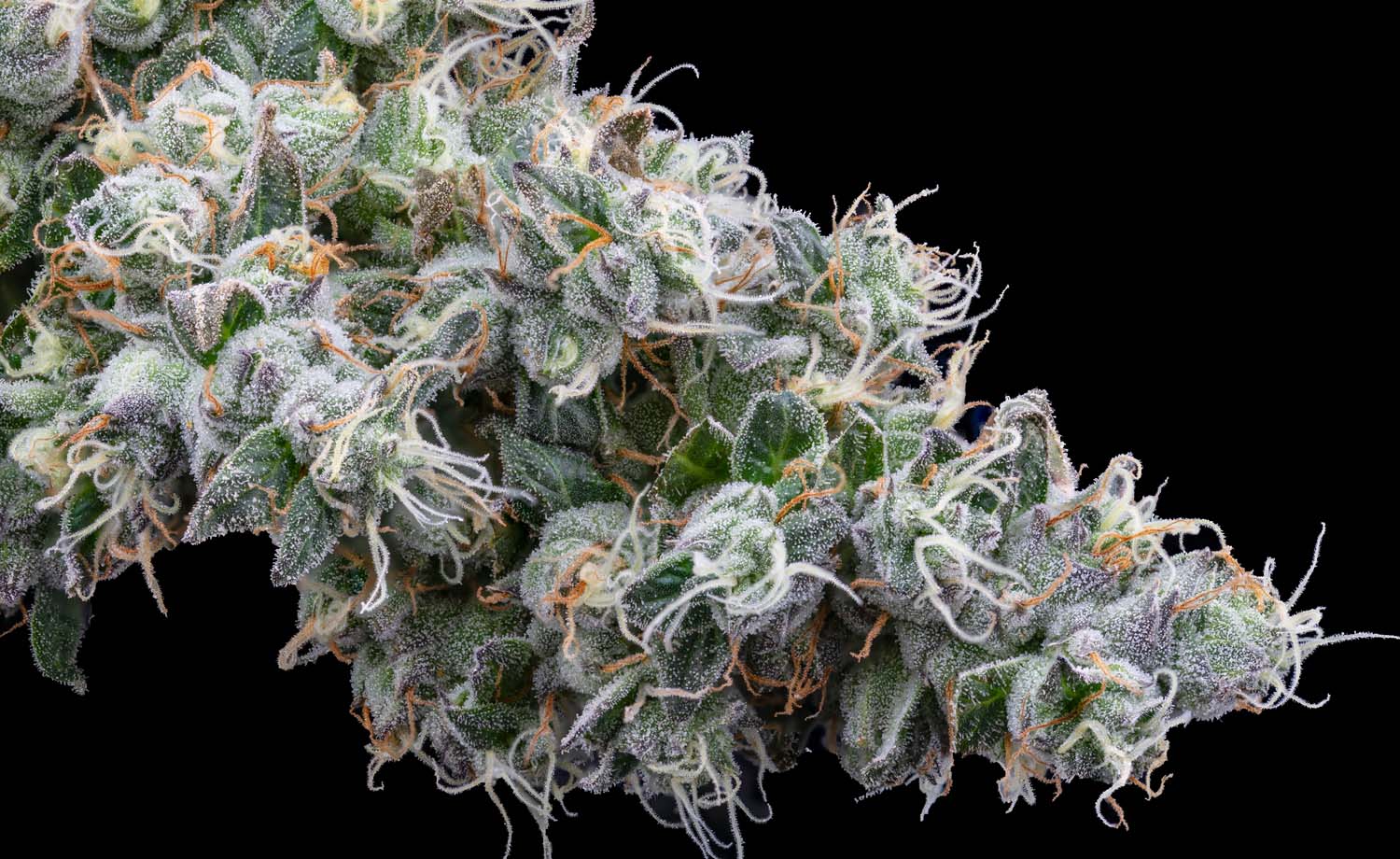 Cannabis terpenes are contained in trichomes as shown on this flower