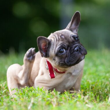 French bulldog sitting in the grass for article CBD for allergies in Dogs