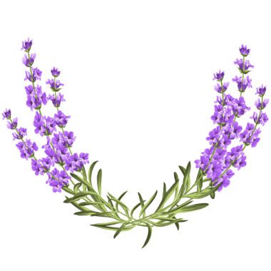 Lavender flowers for the Terpene Linalool
