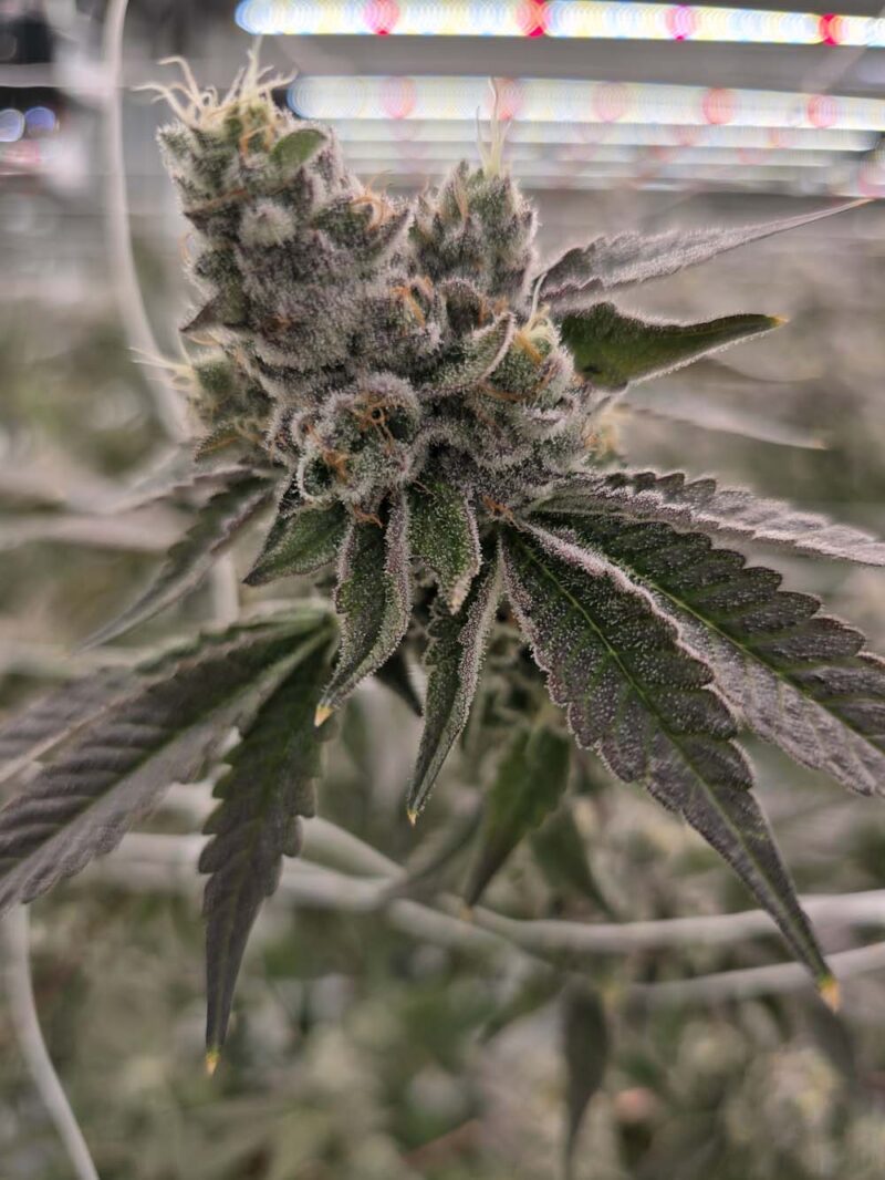 Delta-9 THC bud frosty with trichomes for the Ohio Hemp Ban Article