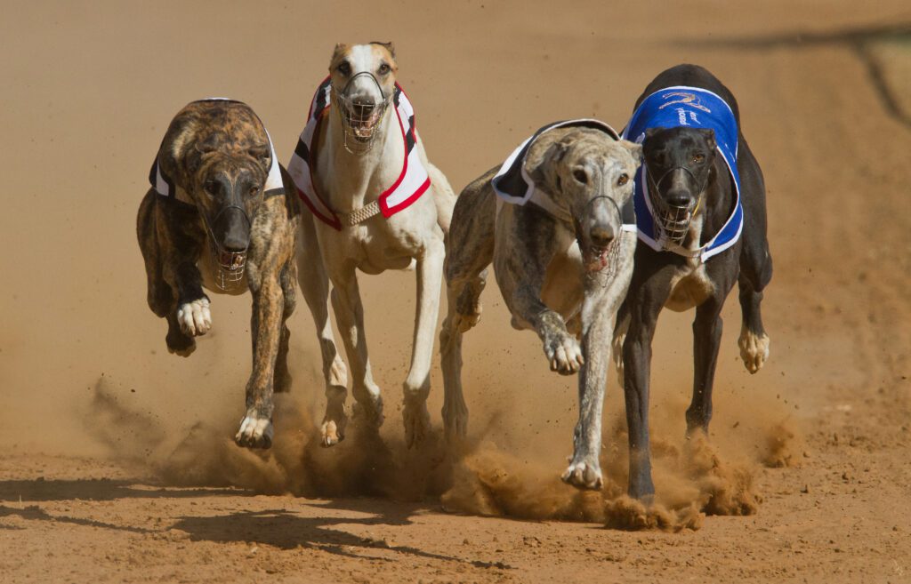 Racing Greyhounds for blog post Calming Pet Treats