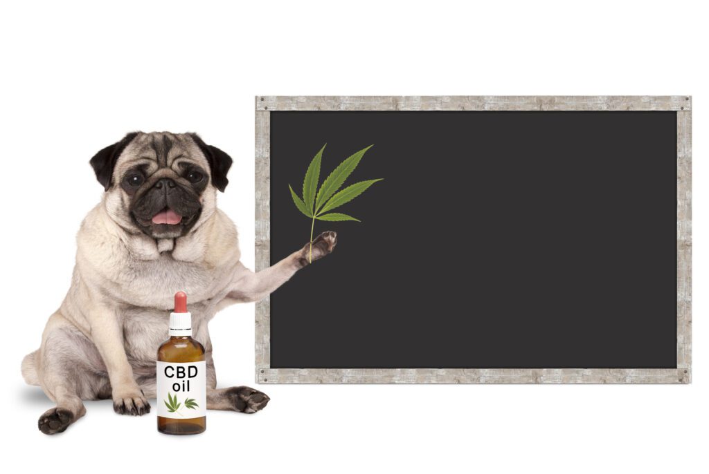CBD Tinctures for pets shown by a french bulldog writing on a blackboard with a bottle of CBD in front